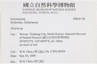 炭角菌屬藏品圖，第2張