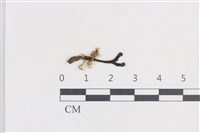 炭角菌屬藏品圖，第1張