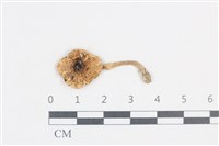 登錄號:F0038741藏品圖，第1張