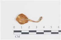 登錄號:F0038741藏品圖，第3張