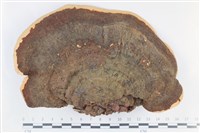 登錄號:F0038745藏品圖，第1張