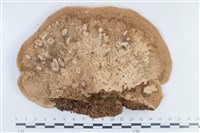 登錄號:F0038745藏品圖，第3張