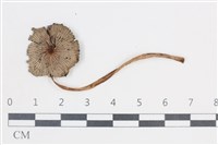 Accession Number:F0038746 Collection Image, Figure 1, Total 3 Figures