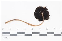 Accession Number:F0038746 Collection Image, Figure 3, Total 3 Figures