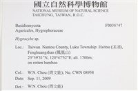 濕傘屬藏品圖，第2張
