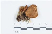 登錄號:F0038748藏品圖，第1張