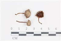 登錄號:F0038750藏品圖，第1張