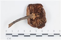 登錄號:F0038751藏品圖，第3張