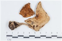 登錄號:F0038753藏品圖，第1張