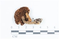 登錄號:F0038757藏品圖，第3張