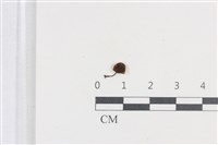 登錄號:F0038758藏品圖，第1張