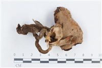 登錄號:F0038760藏品圖，第3張