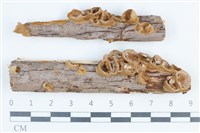 登錄號:F0038761藏品圖，第1張
