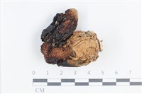 登錄號:F0038763藏品圖，第1張