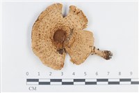 登錄號:F0038764藏品圖，第1張