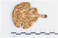 登錄號:F0038764藏品圖，第3張