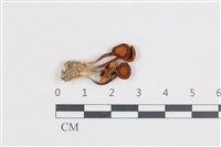 Accession Number:F0038765 Collection Image, Figure 1, Total 2 Figures