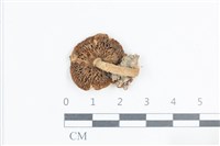 登錄號:F0038770藏品圖，第3張