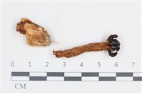 登錄號:F0038771藏品圖，第1張