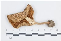 登錄號:F0038772藏品圖，第3張