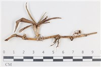 登錄號:F0038773藏品圖，第1張