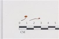 Accession Number:F0038774 Collection Image, Figure 1, Total 2 Figures