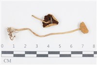 Accession Number:F0038775 Collection Image, Figure 1, Total 2 Figures