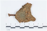 Accession Number:F0038776 Collection Image, Figure 1, Total 3 Figures