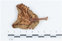 Accession Number:F0038776 Collection Image, Figure 3, Total 3 Figures