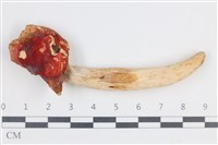 登錄號:F0038778藏品圖，第1張