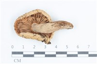 登錄號:F0038779藏品圖，第3張