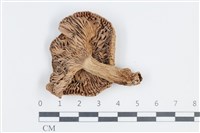 登錄號:F0038780藏品圖，第3張