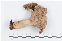 登錄號:F0038781藏品圖，第1張