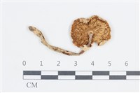 登錄號:F0038782藏品圖，第3張