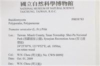 雲芝藏品圖，第2張