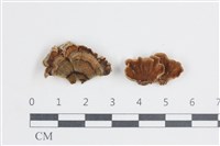 雲芝藏品圖，第1張