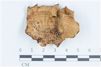 Accession Number:F0038784 Collection Image, Figure 1, Total 3 Figures