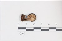 登錄號:F0038785藏品圖，第3張