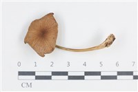 登錄號:F0038786藏品圖，第1張