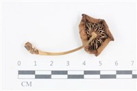 登錄號:F0038786藏品圖，第3張