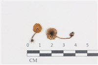 登錄號:F0038787藏品圖，第1張