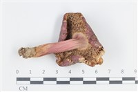 登錄號:F0038788藏品圖，第3張