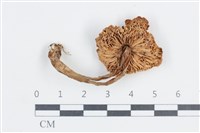 Accession Number:F0038789 Collection Image, Figure 3, Total 3 Figures