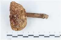 登錄號:F0038790藏品圖，第1張