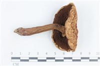 登錄號:F0038790藏品圖，第3張