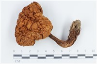 登錄號:F0038792藏品圖，第1張