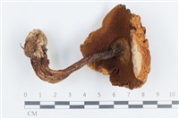 登錄號:F0038792藏品圖，第3張