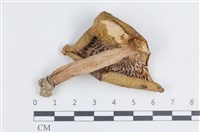 登錄號:F0038793藏品圖，第3張