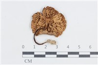 粉褶菌屬藏品圖，第3張