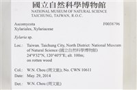 炭角菌屬藏品圖，第2張